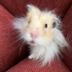 Meet your Posher, Lizzie